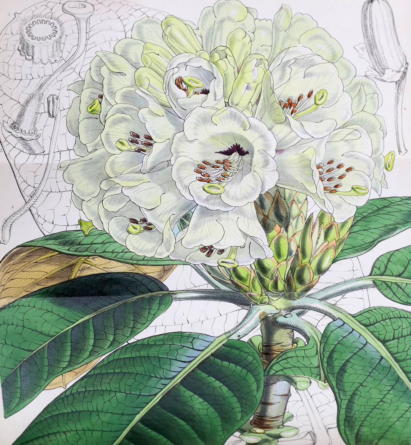 Curtis, William - A Botanical Magazine; or, Flower-Garden Displayed ... vols. IV, XI and XII (bound together), XIII and XV; New Series vol. VIII; Third Series vols. XII, XIV, XVI and XXIII. (10 vols).